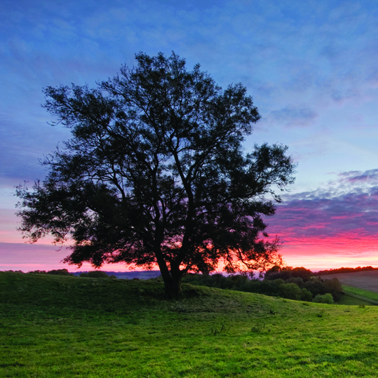 A single tree on a hilltop